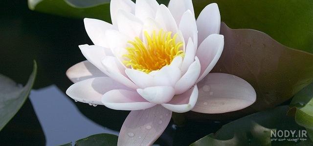 عکس نوشته گل نیلوفر