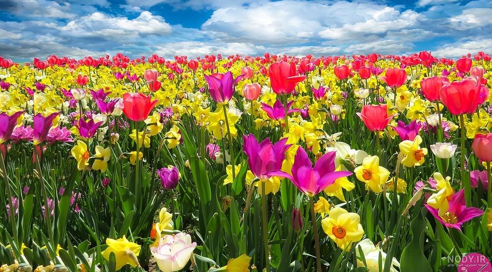 عکس کلبه بهاری عکس کلبه بهاری