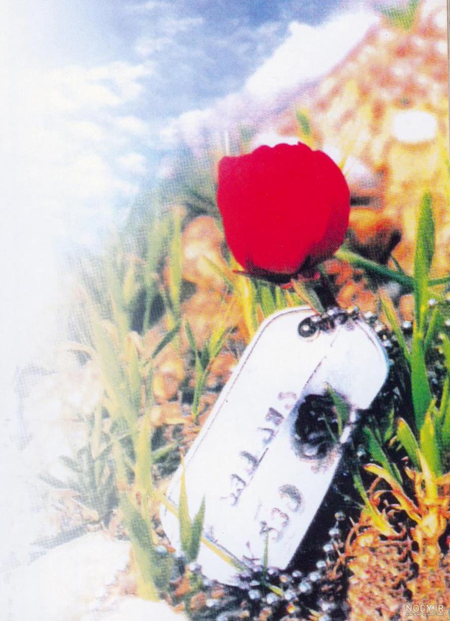 عکس گل لاله قرمز برای شهیدان