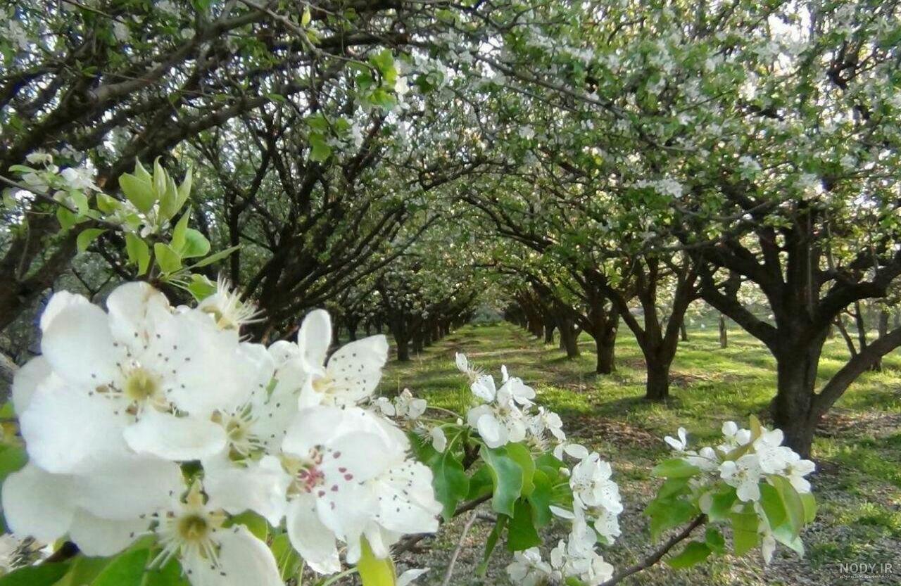 مناظر زیبای بهاری در جهان مناظر زیبای بهاری در جهان