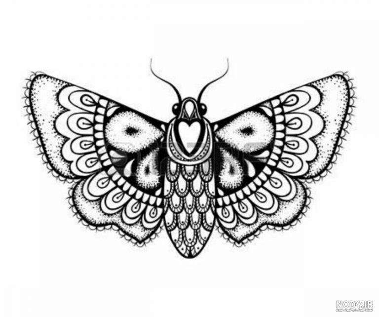 پروانه نقاشی