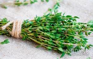 انواع آویشن و خواص آنها انواع آویشن و خواص آنها