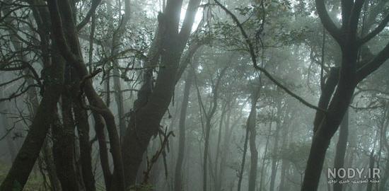 جنگل مه آلود