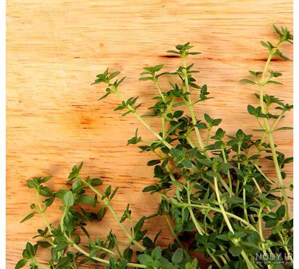 خواص آویشن برای مردان خواص آویشن برای مردان
