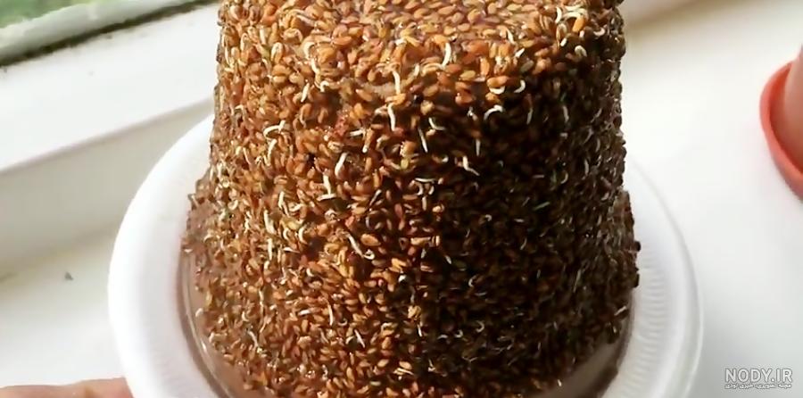 سبزه شاهی روی اسفنج