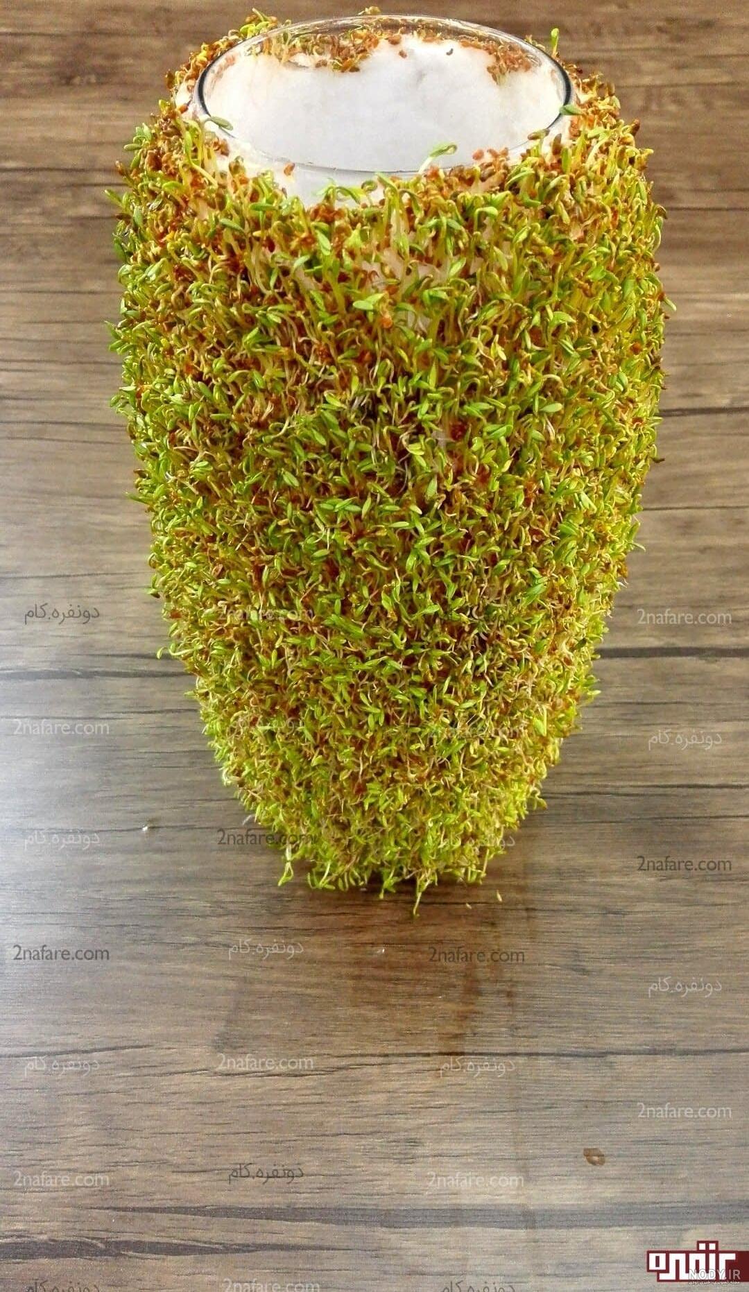 سبزه شاهی روی کوزه