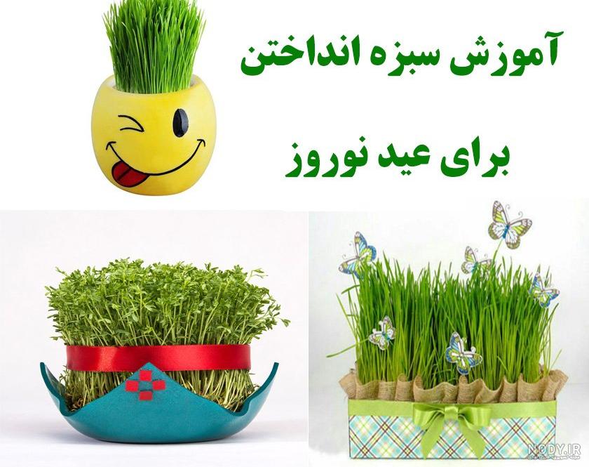 سبزه کنجد روی کوزه