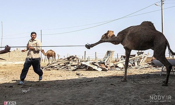 شتر مرغ شتر مرغ