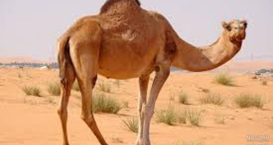 شیر از چه حیوانی می ترسد شیر از چه حیوانی می ترسد