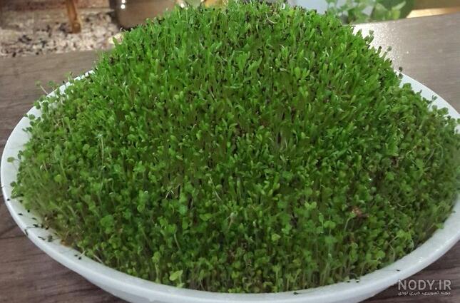 عکس سبزه روی کوزه