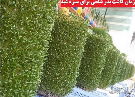 عکس سبزه شاهی روی کوزه