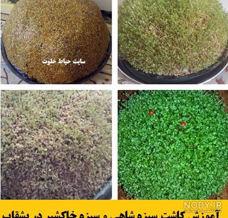 عکس سبزه عید با شاهی