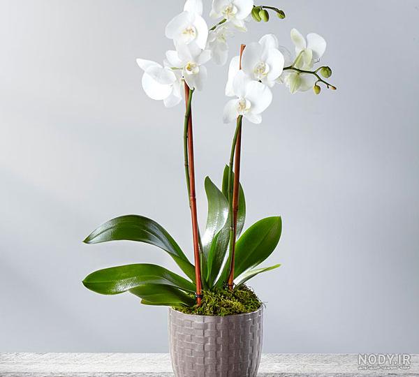 عکس گل آبی عکس گل آبی