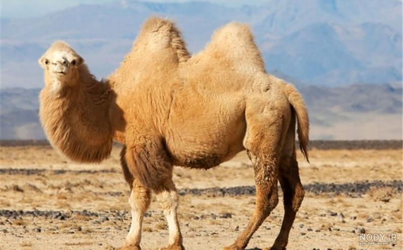 غذای لاما چیست غذای لاما چیست
