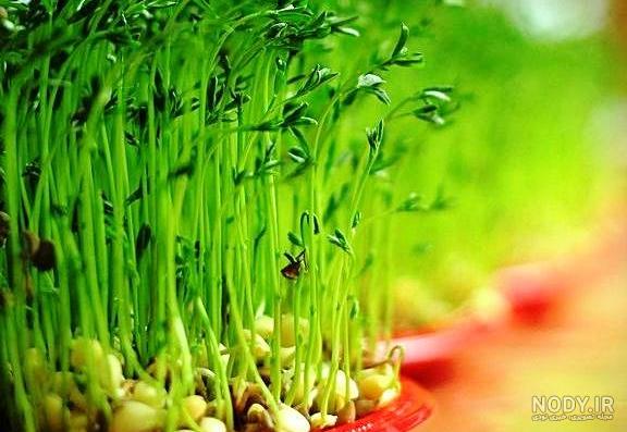 مدت زمان کاشت سبزه شاهی