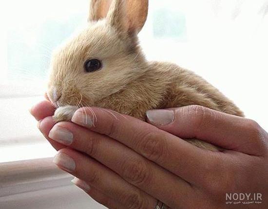 گونه های خرگوش گونه های خرگوش