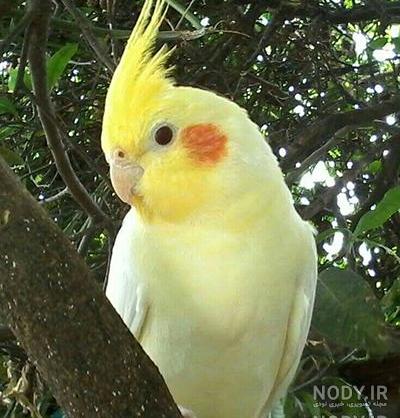 عروس هلندی آهویی عروس هلندی آهویی