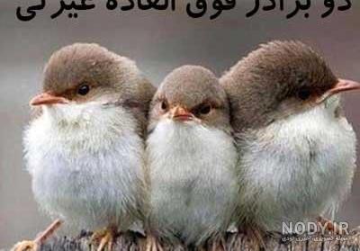عکس های خنده دار و جالب