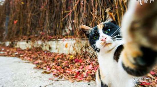 عکس خفن عکس خنده دار حیوانات با متن