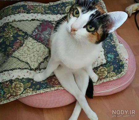عکس حیوانات کیوت واقعی