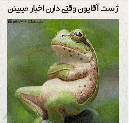 عکس حیوانات کیوت واقعی