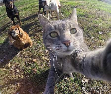 عکس خفن عکس خنده دار حیوانات با متن