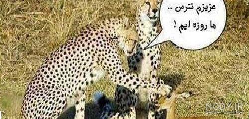 عکس خنده دار حیوانات با متن