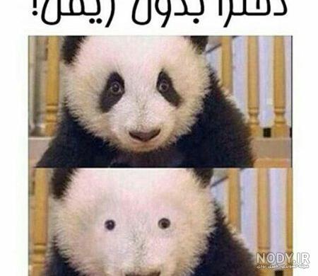 عکس خفن عکس خنده دار حیوانات با متن