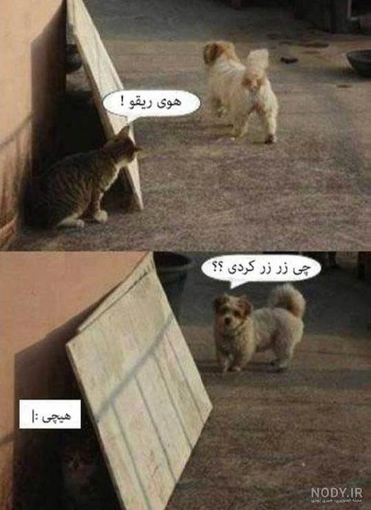 عکس خفن عکس خنده دار حیوانات با متن