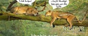 عکس خفن عکس خنده دار حیوانات با متن