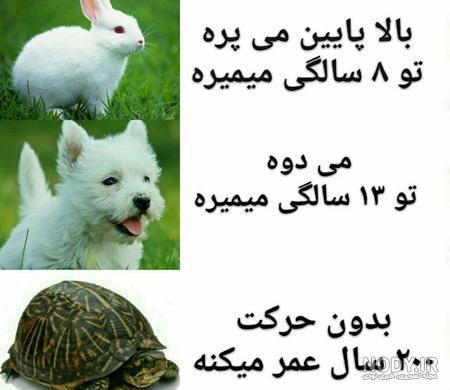 عکس خفن عکس خنده دار حیوانات با متن