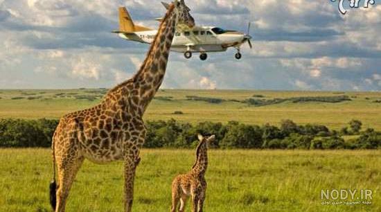 عکس خفن عکس خنده دار حیوانات با متن