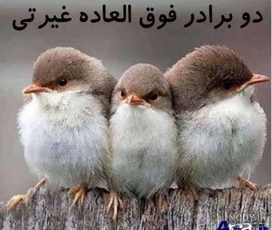 عکس خفن عکس خنده دار حیوانات با متن