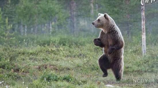 عکس حیوانات کیوت واقعی