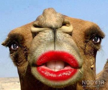 عکس حیوانات کیوت واقعی