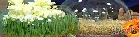 آموزش کاشت سبزه شناور
