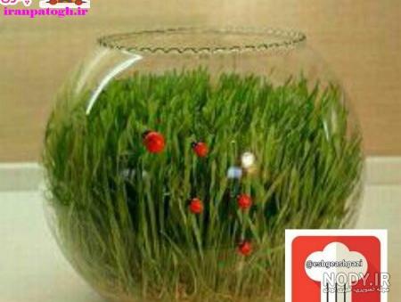 آموزش کاشت سبزه عدس شناور