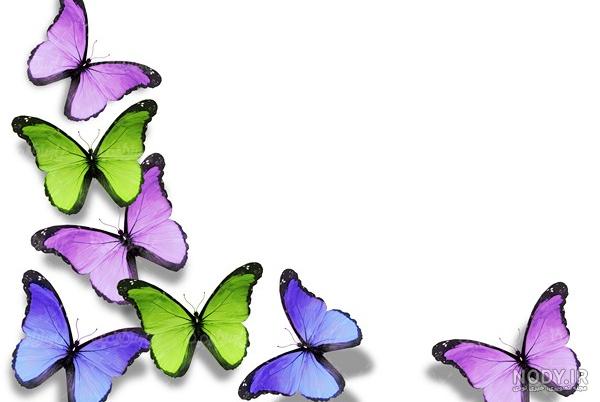 آموزش کشیدن نقاشی پروانه برای کودکان آموزش کشیدن نقاشی پروانه برای کودکان