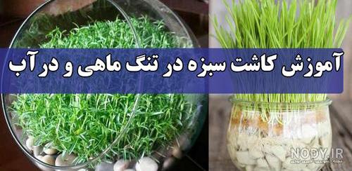 سبزه ریشه در آب