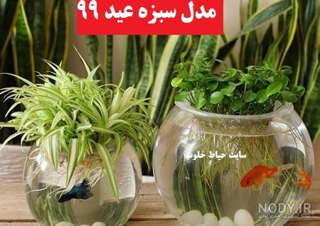 سبزه نخود در تنگ ماهی