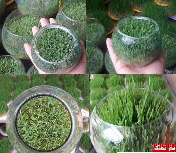 سبزه و ماهی