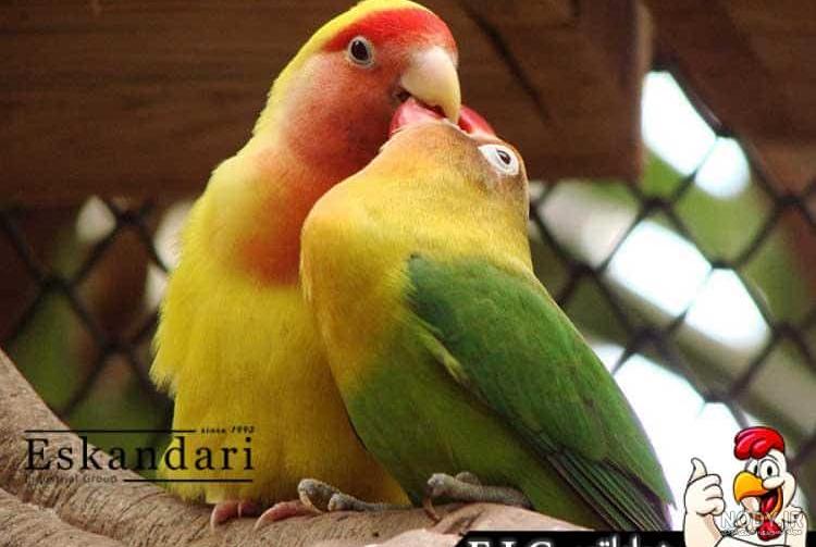 طوطی برزیلی ماداگاسکار طوطی برزیلی ماداگاسکار