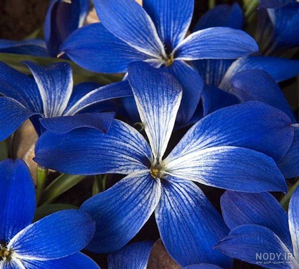 عکس دسته گلهای بسیار زیبا عکس دسته گلهای بسیار زیبا