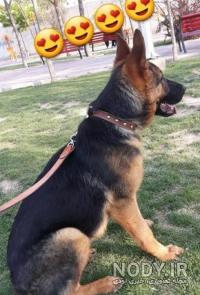 عکس سگ خانگی عکس سگ خانگی