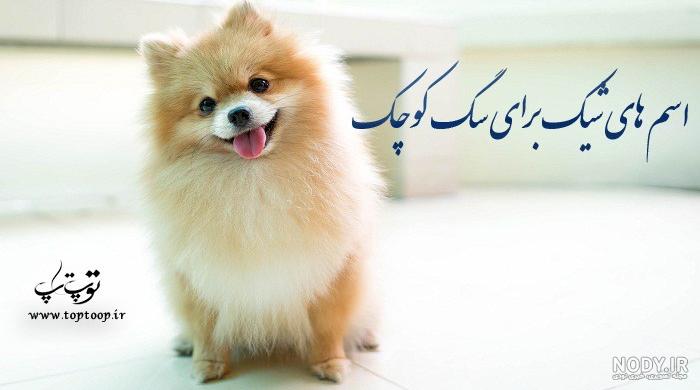 عکس سگ فانتزی برای پروفایل عکس سگ فانتزی برای پروفایل