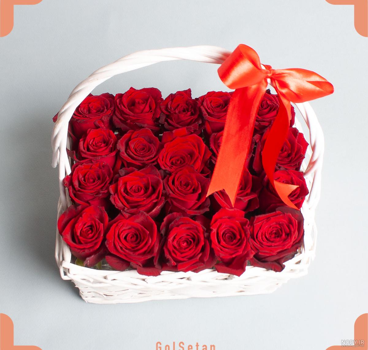 عکس شاخه گل رز قرمز