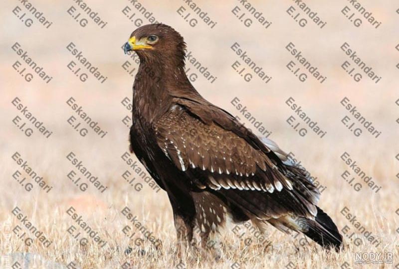 عکس عقاب طلایی برای نقاشی
