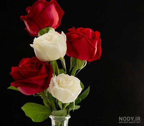 عکس متحرک گل رز ابی