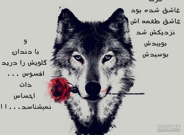 عکس گرگ