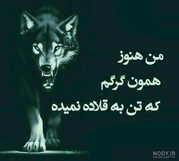 عکس گرگ وحشی